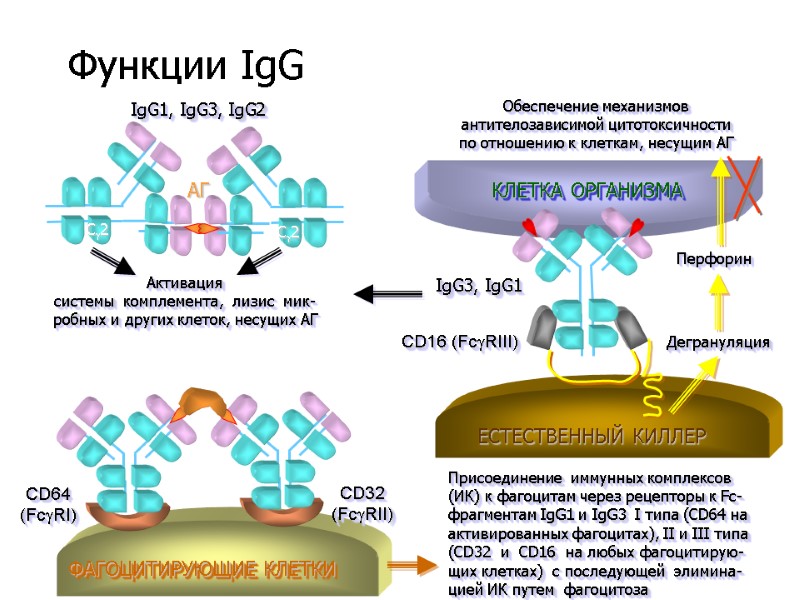 АГ Активация системы  комплемента,  лизис  мик- робных и других клеток, несущих